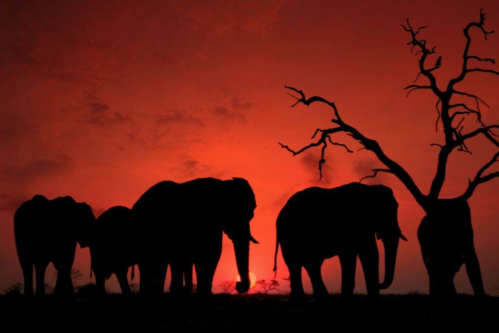 Elephants silhouetted against a warm sunset in the African savannah